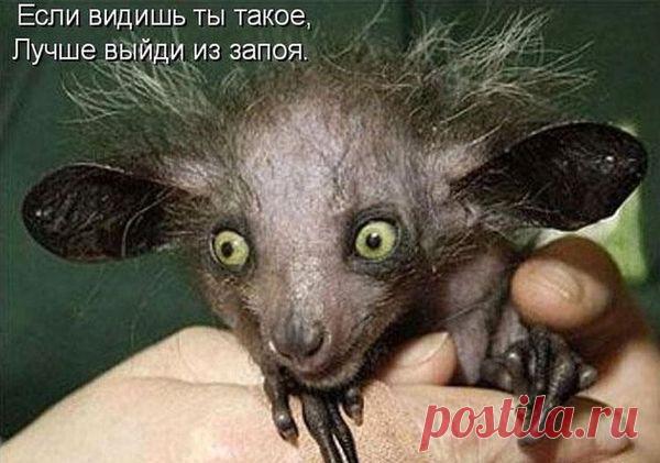 Муркины заботы (котоматрица) | Обхохочешься