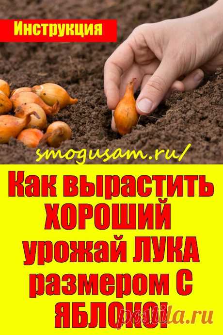 📌Как вырастить ХОРОШИЙ  урожай ЛУКА размером С ЯБЛОКО! 🧅🧅🧅 Инструкция в 2024 г | Посадка овощей, Выращивание овощей, Выращивание растений