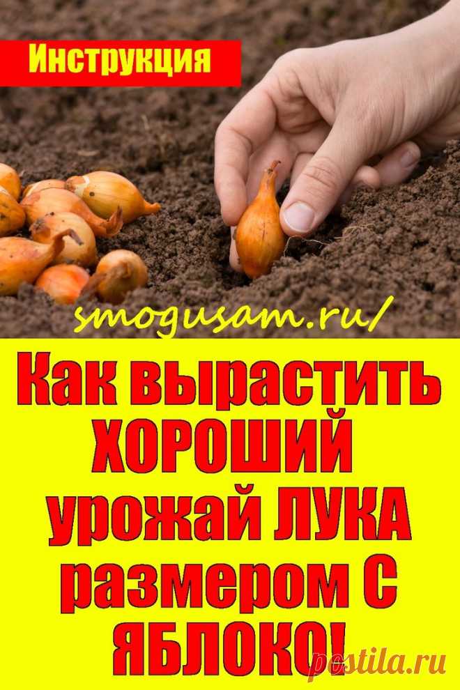 📌Как вырастить ХОРОШИЙ  урожай ЛУКА размером С ЯБЛОКО! 🧅🧅🧅 Инструкция в 2024 г | Посадка овощей, Выращивание овощей, Выращивание растений