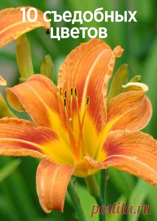 10 съедобных цветов – пробуем красоту на вкус