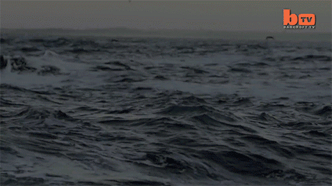 Коллекция Gif-анимации про акул