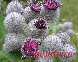 Репейное масло для ногтей | Гавань здоровья