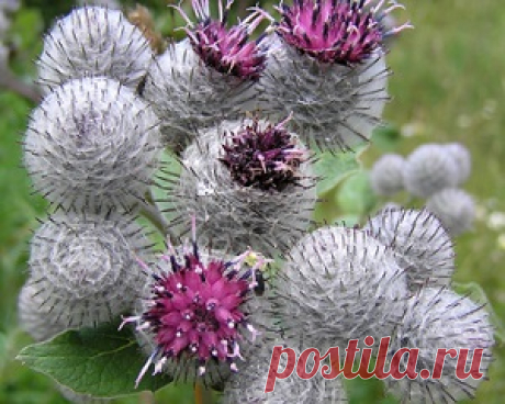 Репейное масло для ногтей | Гавань здоровья