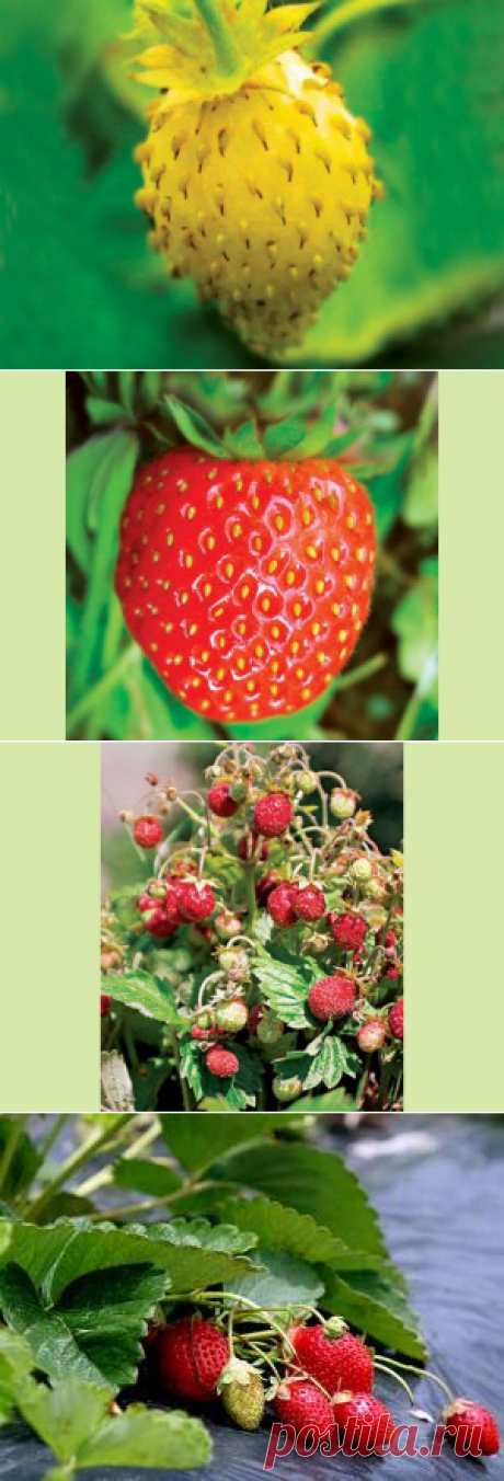 Сорта садовой земляники на Supersadovnik.ru