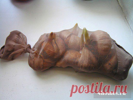 О гладиолусах