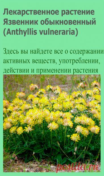 Лекарственное растение Язвенник обыкновенный (Anthyllis vulneraria). Многолетнее растение высотой 15-30 см. Стебли часто полегающие, но преимущественно приподнимающиеся до прямостоячих. Корень стержневой. Прикорневые листья длинночерешковые, простые, к моменту цветения часто опадают. Стеблевые листья сидячие, перистые, с овально-ланцетными листочками. Конечный листочек крупнее, чем все остальные.