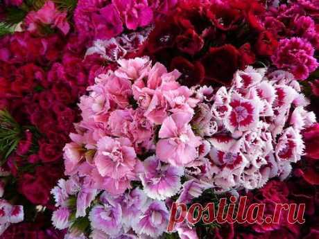 USA SELLER Sweet William Dianthus Mix 100 seeds