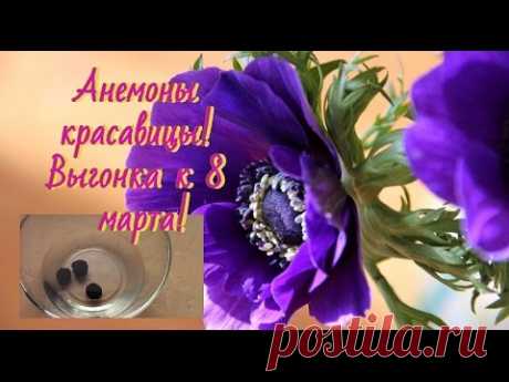 Анемоны и подготовка к 8 марта!  Сажаю анемоны на выгонку.