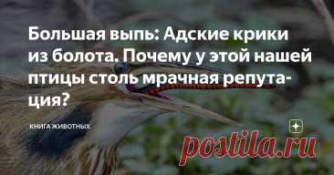 Большая выпь: Адские крики из болота. Почему у этой нашей птицы столь мрачная репутация? Статья автора «Книга животных» в Дзене ✍: Громкие и страшные вопли этой птицы стали причиной целой кучи легенд и рассказов возле костра.