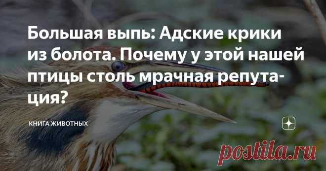 Большая выпь: Адские крики из болота. Почему у этой нашей птицы столь мрачная репутация? Статья автора «Книга животных» в Дзене ✍: Громкие и страшные вопли этой птицы стали причиной целой кучи легенд и рассказов возле костра.