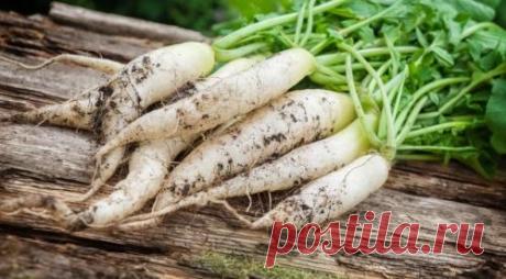 Горькие продукты с лечебным эффектом