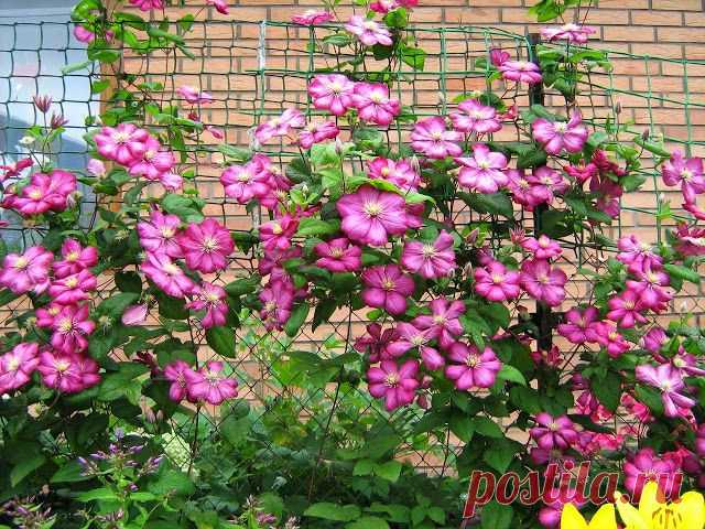 6 правил выращивания клематисов - Экологическое землетворчество | Экологическое землетворчество