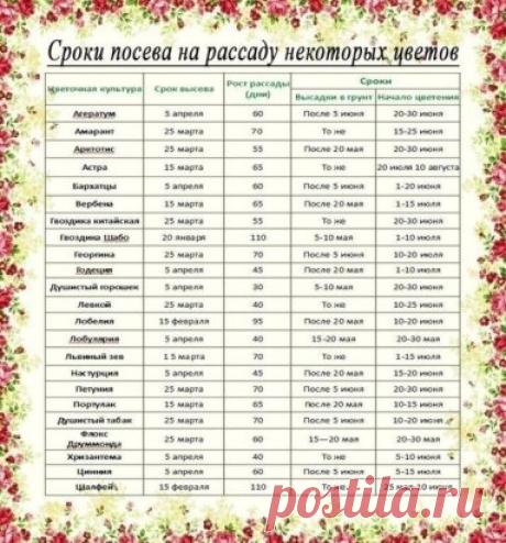 Рассада. Когда и что сажать ? 
Ориентировочные даты посева рассаду основных овощных культур для средней полосы России: 
Сельдерей. Посадка – 25 мая. Возраст рассады – 70-80 дней, от посева до всходов – до 15 дней. Посев – после 25 февраля. 
Сладкий перец. Посадка в теплицу – 5 июня. Возраст рассады – до 70 дней, от посева до всходов – 12-14 дней. Посев – после 10 марта. 
Капуста белокочанная ранняя. Посадка – после 20 мая. Возраст рассады – до 50 дней, от посева до всходов – 5 дней. Посев –