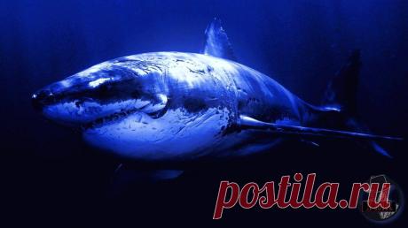 Как сохранять хладнокровие в стрессовых ситуациях
Методы саморегуляции психического состояния Методы саморегуляции психического состояния Данная статья является отсылкой к теме из предыдущей публикации , где разговор шёл о том, как важно сохранять самообладание при общении с девушкой. Сегодня поговорим о том, как научиться не поддаваться эмоциям, не 'теряться' в сложных ситуациях, а действовать...
Читай дальше на сайте. Жми подробнее ➡