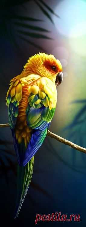 The Sun Conure Parrot ~ is a medium size brightly colored bird, native to northeastern South America. Parrots are among the most intelligent birds.