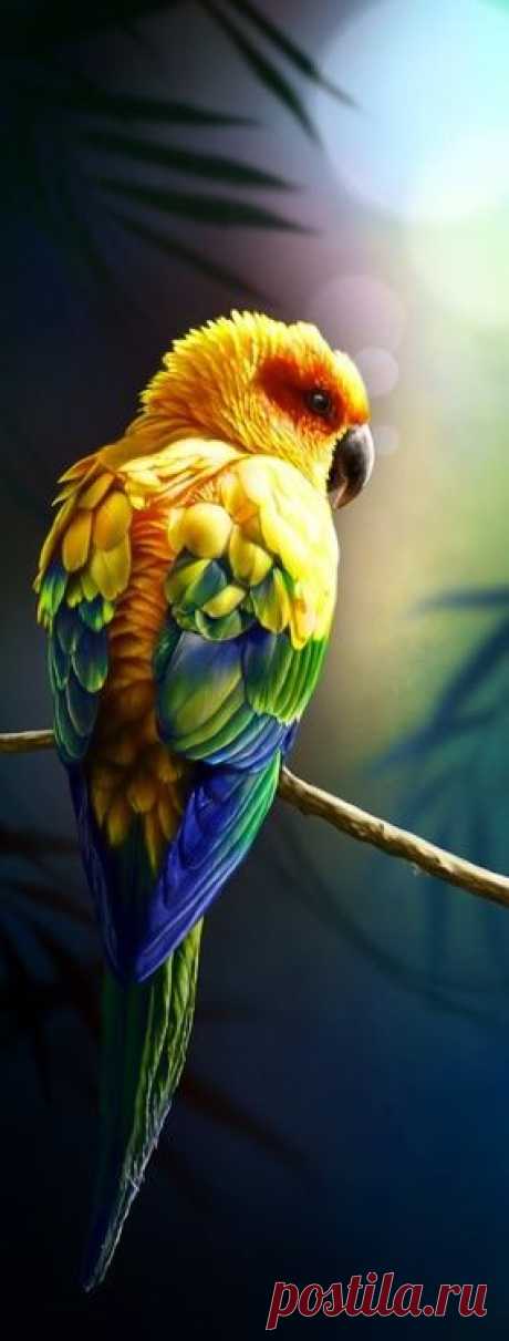 The Sun Conure Parrot ~ is a medium size brightly colored bird, native to northeastern South America. Parrots are among the most intelligent birds.
