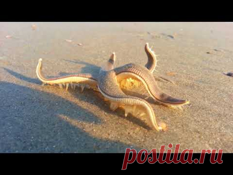 Морская звезда Прогулка по пляжу