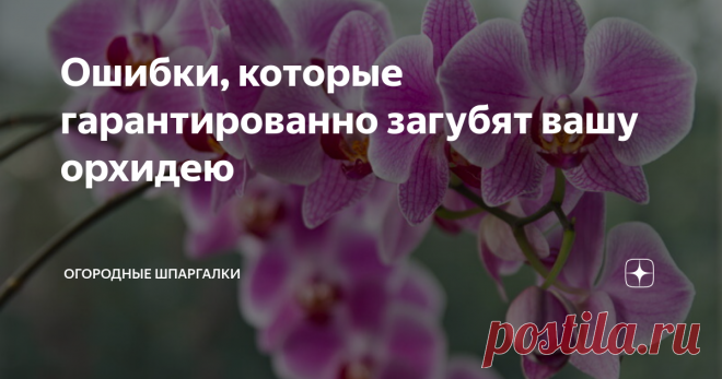 Ошибки, которые гарантированно загубят вашу орхидею Красота орхидеи привлекает к себе всех. Очень часто этот цветок преподносят в качестве презента, но ошибки, допущенные при осуществлении ухода, приводят к несвоевременной гибели растения.