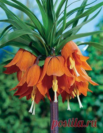 Продажа саженцев фритиллярии