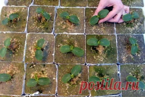 11 оригинальных идей для дачи, о которых мечтает любой садовод