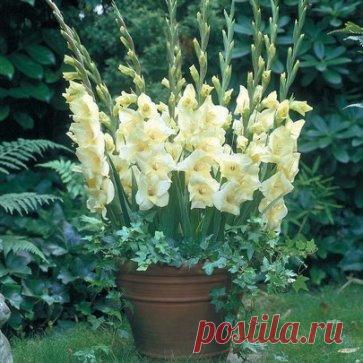 Гладиолусы в горшочках.