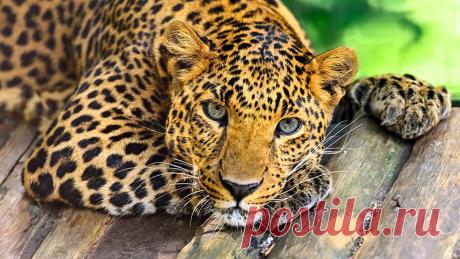 Интересные факты о животных (часть 1) В 1945 году 1000 японских солдат вошли в мангровое болото, чтобы найти британскую армию. Из них 980 было убито крокодилами.