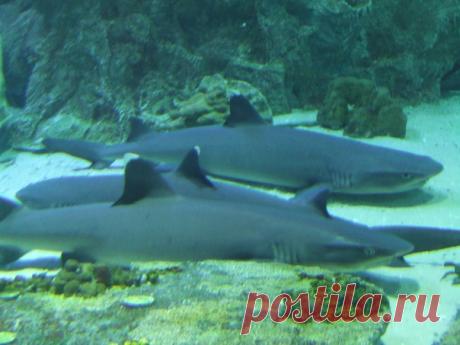 Доброе утро! Пока мы едем на работу и учебу, акулы собираются сладко вздремнуть после ночной охоты. Пожелаем им приятных снов. 😴