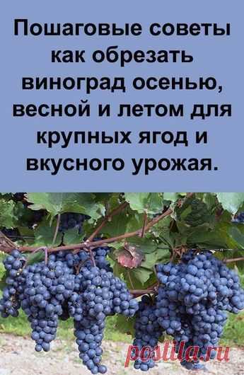 Пошаговые советы как обрезать виноград осенью, весной и летом для крупных ягод и вкусного урожая.