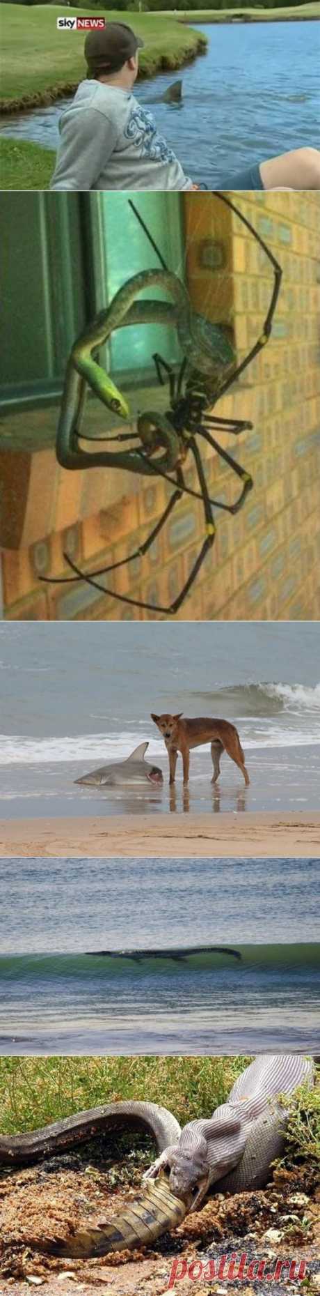 Австралия? Спасибо, не надо!