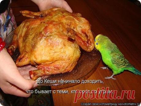 попугай и жаренный петух