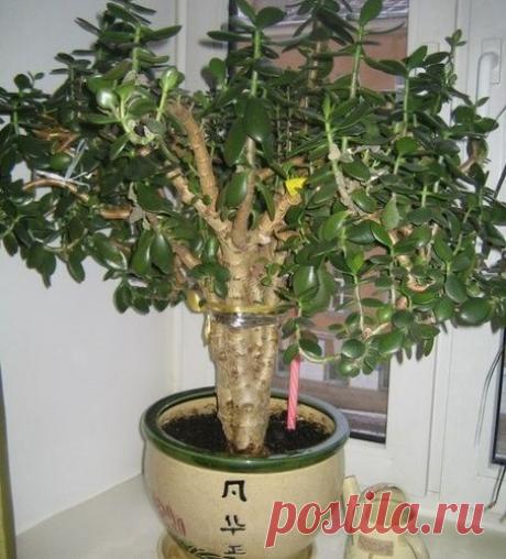 Как правильно формировать ДЕНЕЖНОЕ ДЕРЕВО.