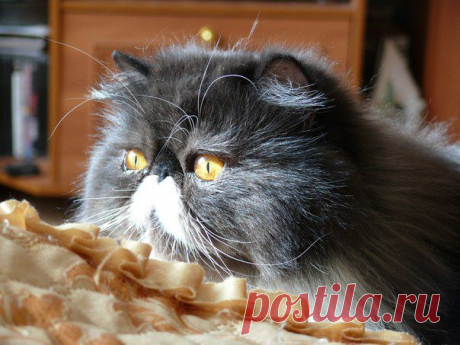 ˙˙·٠•● ☆ Official Public Page Кот экзот Sancho☆