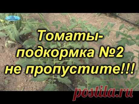 Томаты-чем подкормить? Вторая важная подкормка.