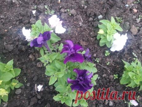 Как вырастить рассаду петуньи из семян — легко и просто!