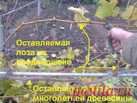Давайте попробуем разобраться - для чего нужна обрезка винограда? И доступна ли обрезка винограда начинающим? А так же как и когда правильно обрезать виноград? 

Во первых обрезка винограда – это поддержание куста в удобной для нас формировке. Виноградный куст – это лиана. Кто бы Вам что ни говорил про «кустовой» виноград – нет такого. Виноград, как любая лиана, стремится вверх, тянется повыше, стремясь занять как можно больше жизненного пространства. И как привило наиболе...