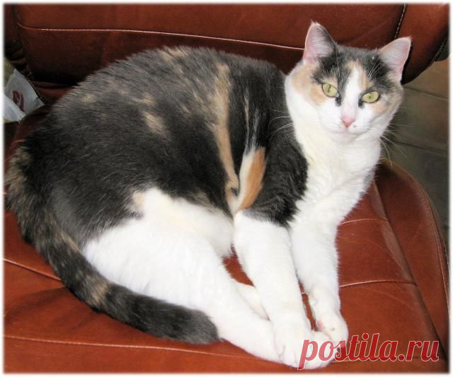Top 7 Things Cats Hate