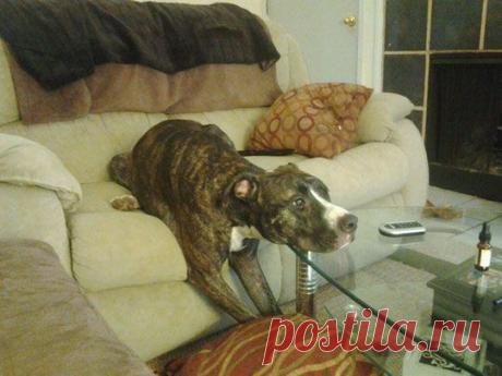 Руки вверх, морду на стол!