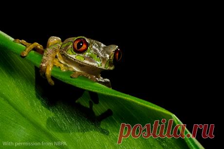 NBPA16-Close-RunnerUp.jpg (1024×683)