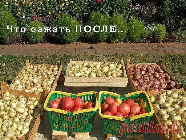 Что можно сажать после...