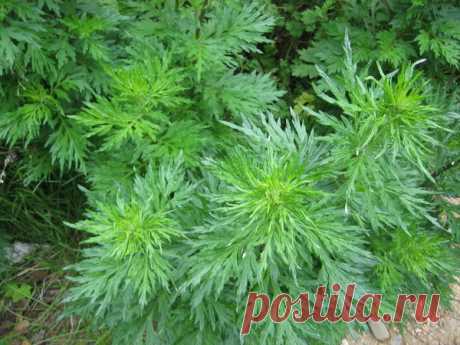 Как вымыть посуду, минимально расходуя воду? | Я и дача | Яндекс Дзен