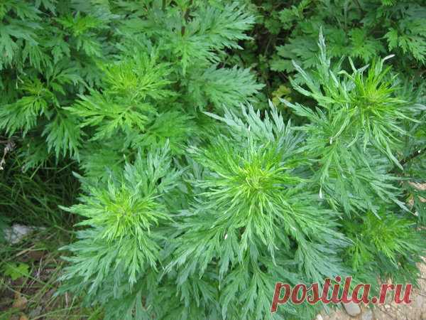 Как вымыть посуду, минимально расходуя воду? | Я и дача | Яндекс Дзен