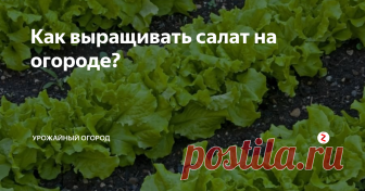 Как выращивать салат на огороде? Моя семья очень любит салат. Мы едим его практически все лето и до середины осени - добавляем помидоры, редиску, огурчики...ммм...вкуснятина.
Итак, непосредственно перед посадкой я смешиваю семена салата с песком. Заранее на грядках делаю небольшие бороздки глубиной 2 см и высеиваю туда семена. Присыпаю небольшим слоем земли.
Периодически рыхлю землю возле грядок и прореживаю всходы, чтобы они был