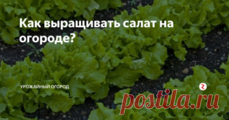 Как выращивать салат на огороде? Моя семья очень любит салат. Мы едим его практически все лето и до середины осени - добавляем помидоры, редиску, огурчики...ммм...вкуснятина.
Итак, непосредственно перед посадкой я смешиваю семена салата с песком. Заранее на грядках делаю небольшие бороздки глубиной 2 см и высеиваю туда семена. Присыпаю небольшим слоем земли.
Периодически рыхлю землю возле грядок и прореживаю всходы, чтобы они был