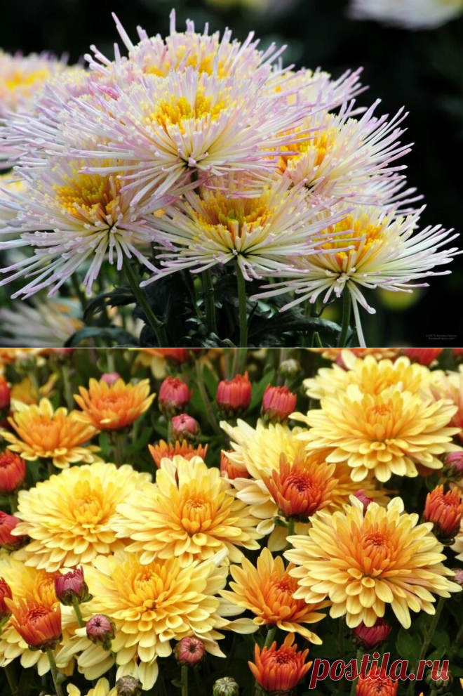 Вселенная хризантем | Калейдоскоп новостей | Яндекс Дзен