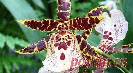 Камбрия: возможные проблемы, болезни, вредители - Мои статьи - Каталог статей - Мир Орхидей