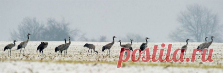 zhyvotnye-15-12-990x328.jpg (990×328)