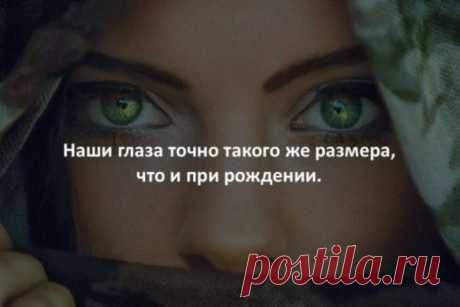 20 случайных и жутко интересных фактов обо всем на свете