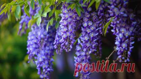 Wisteria/Глициния
- это название цветка и растения, которое происходит от латинского слова. 
Во многих культурах wisteria ассоциируется с красотой, изобилием и очарованием. 
Это красивое растение с гроздьями фиолетовых или розовых цветов, которые зачастую используются для украшения садов и дворов.