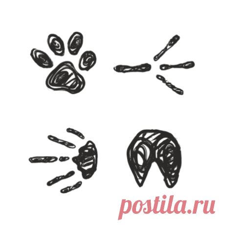 Все породы кошек - PetShopTop
