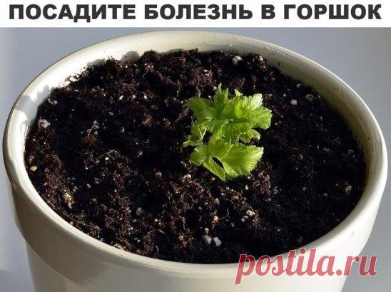 Исцелить человека можно очень простым способом, который доступен практически каждому. Основывается он на проверенной веками практике, что болезнь может быть перенесена с пациента на любой другой организм, в частности — на растение.
Процедура проста: надо взять у заболевшего человека небольшое количество его мокроты (гноя, мочи, слюны, пота), перемешать с землей и поместить в небольшой цветочный горшок. Затем в него следует посадить два–три семечка, луковичку или клубень растения, планетарный зн